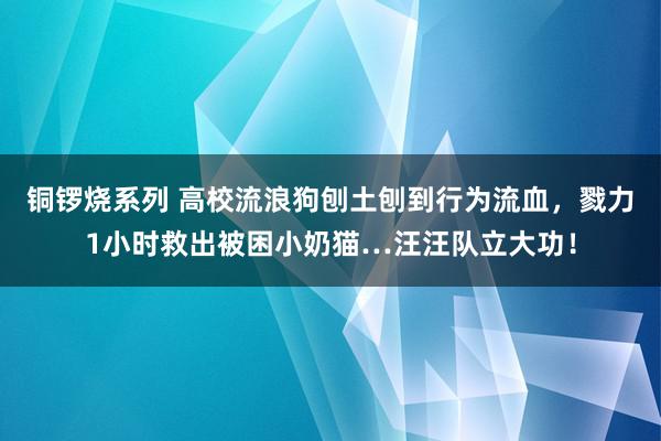 铜锣烧系列 高校流浪狗刨土刨到行为流血，戮力1小时救出被困小奶猫…汪汪队立大功！