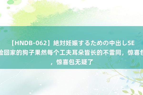 【HNDB-062】絶対妊娠するための中出しSEX！！ 捡回家的狗子果然每个工夫耳朵皆长的不雷同，惊喜包无疑了